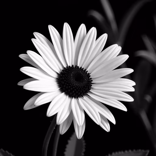 Black and White Daisy